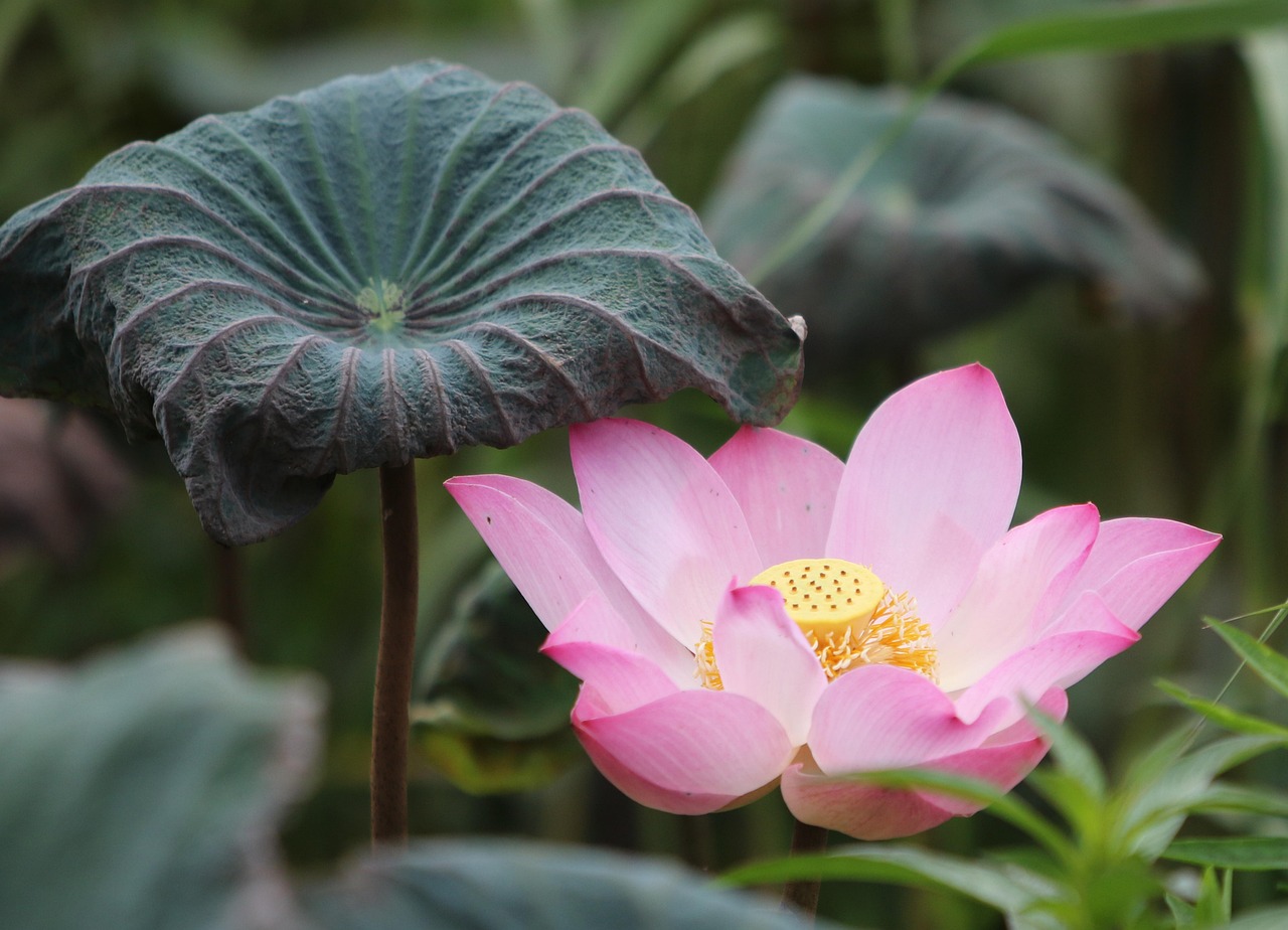 How Does Lotus365 Review Review 2027: Bonus, App, Withdrawal Tested
